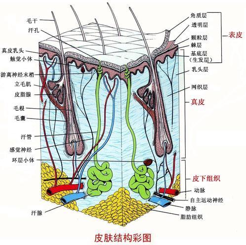 认识什么是角质?