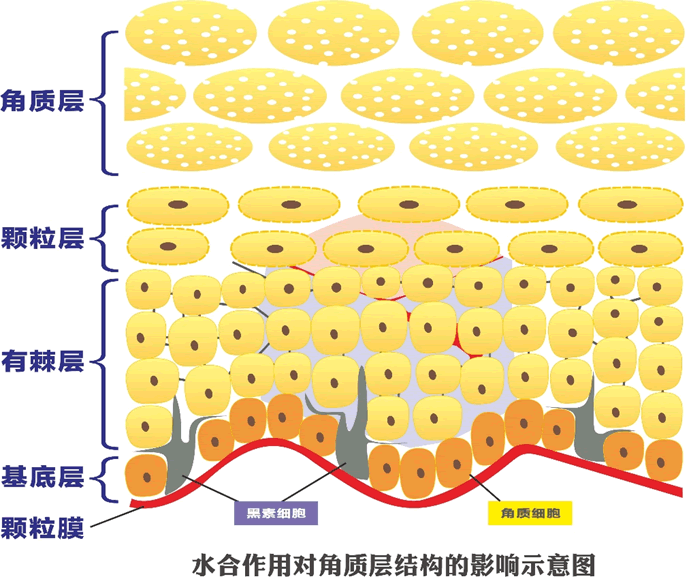 角质层水合作用促进透皮吸收