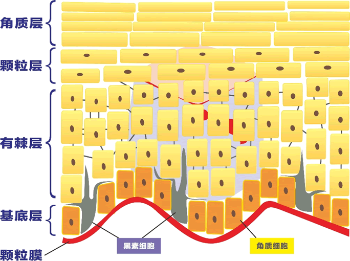 皮脂膜与表皮砖墙结构阻碍透皮吸收