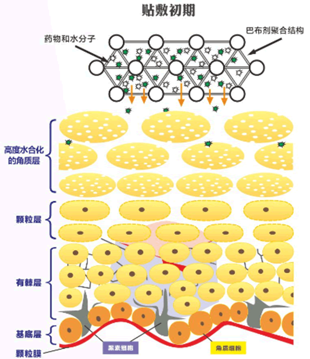 巴布剂面膜贴敷初期