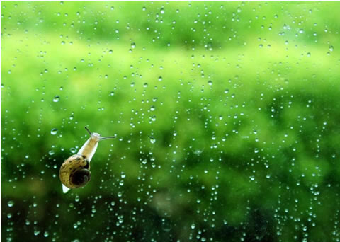 我们象春雨中玻璃窗里的那只蜗牛，窗外的绿看似触手可及，而我们却只能远远遥相望